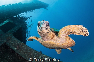 The guardian of the wreck
— Subal underwater housing, Ca... by Terry Steeley 